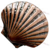 Coquille Tunique Saint Thomas d'Acre - COSTA